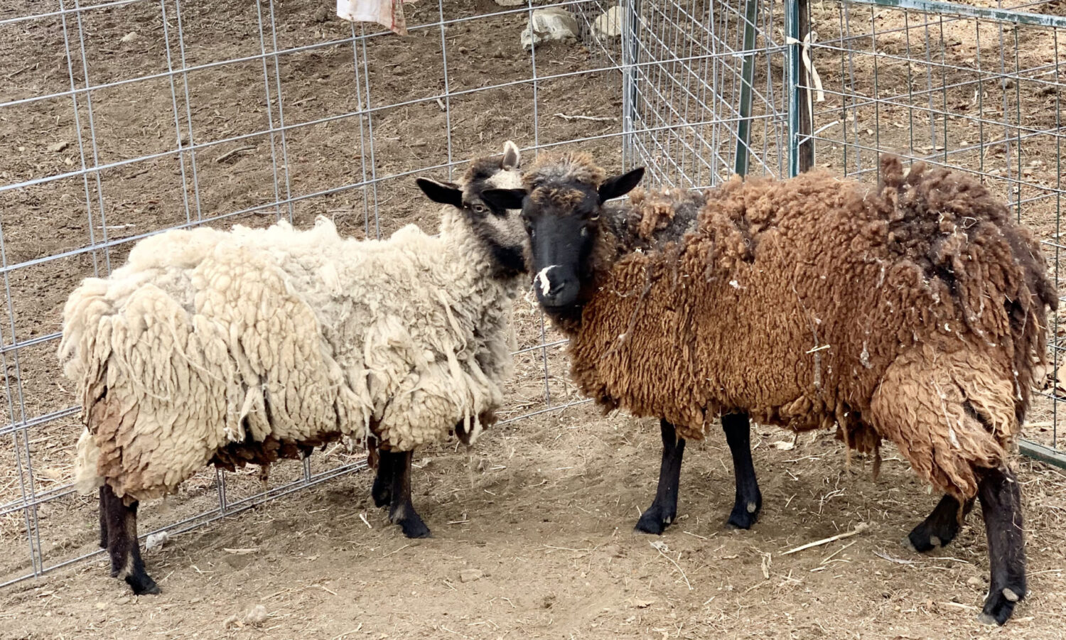 Two sheep standing next to each other in a pen.